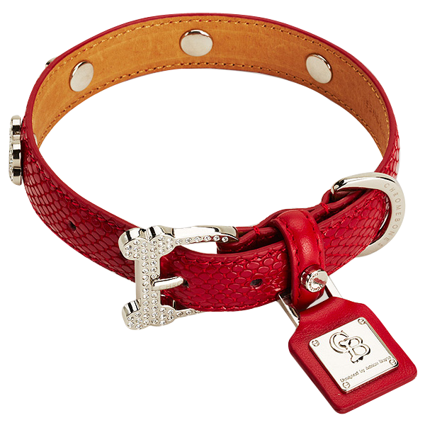 American Pit Bull Terrier Dog Collar
